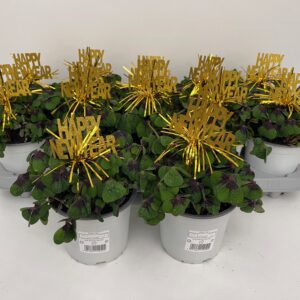 Trifoi Norocos Pur Happy New Yar🍀🎲 12 CM