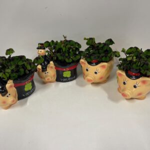 Trifoi Norocos Set 6 Piese Ghiveci Purceluș cu Hornar 🐷🍀12 CM